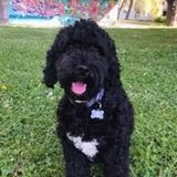 Maxi avatar