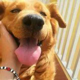 Chispi avatar