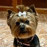 Xica avatar