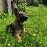 Roco avatar