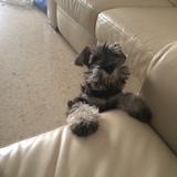 Pipu avatar