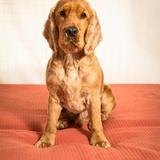 Cooper  (IMPORTANTE MIRAR OBSERVACIONES) avatar