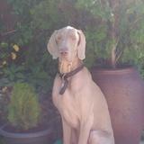 Morris avatar