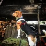Rufo avatar