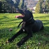 Rocky avatar