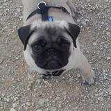 Bruno avatar