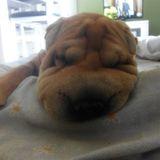 Odie avatar