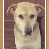 Rocco avatar