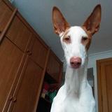 Gwen avatar