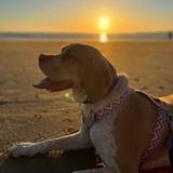 Canela avatar