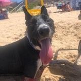 Oreo avatar