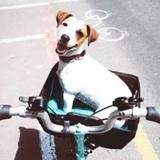 Lola avatar