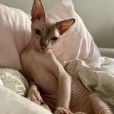 GOLLUM avatar