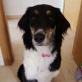 Nala avatar