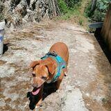 Molly avatar