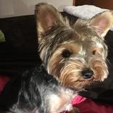 Gomita avatar