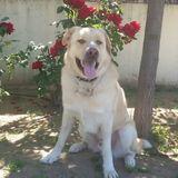 Troy avatar