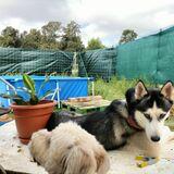 Lucky y Shasha avatar