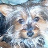 Peluche avatar
