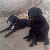 Drak y Lola avatar