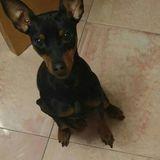 Simba  avatar