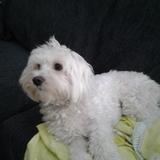 Pipo avatar