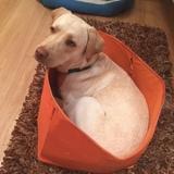Nala avatar
