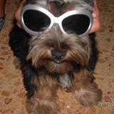 Zipi avatar