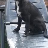 Chuli avatar