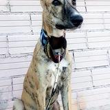 Simba avatar