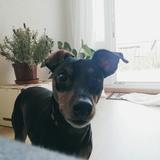 Lucrecio avatar