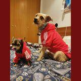 Karma avatar