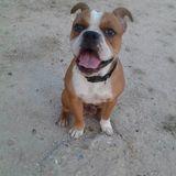 Jagger avatar