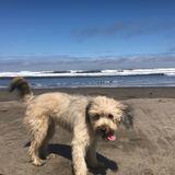Sella avatar