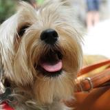 CHIWI avatar