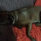 Luna  avatar