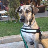 Bella avatar