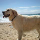 Nala avatar