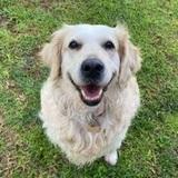 Kyra avatar
