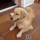 iala avatar