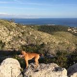 Balto avatar