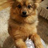 Syra avatar