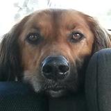 Nala avatar