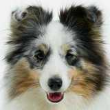 Arwen avatar