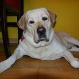 Marley avatar