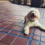 Figo avatar