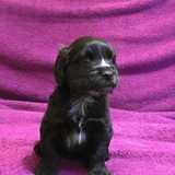 Roco avatar
