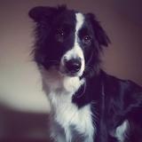 Otto avatar