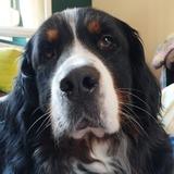 Arwen avatar