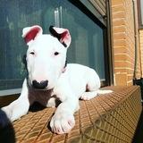 Nala avatar